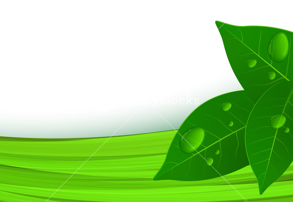 1000x690 Clear Green Abstract Vector Background Royalty Free Stock Image