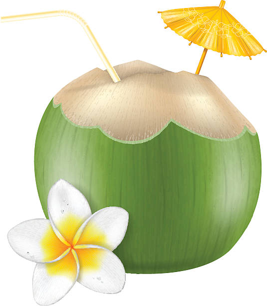 535x612 Green Coconut Clipart