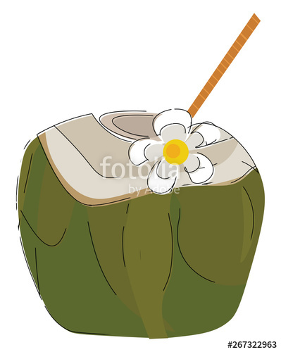 399x500 Green Coconut, Vector Or Color Illustration Stock Image