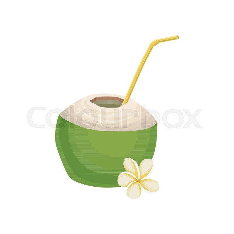 800x800 Half Of Fresh Green Coconut With Stock Vector Colourbox