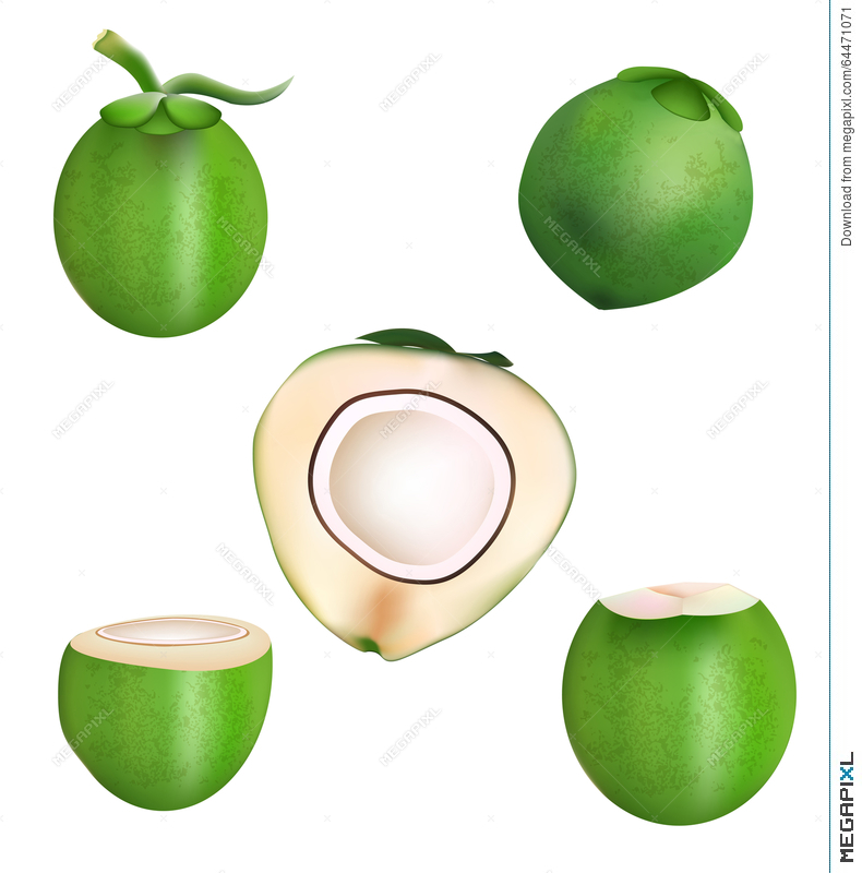 790x800 Coconut And Haft Slice Coconut Vector Design Illustration