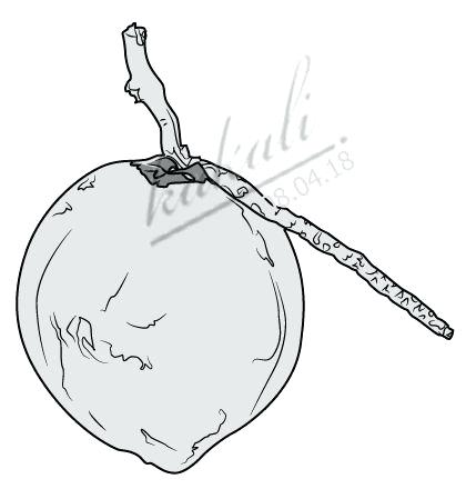 420x440 Drawing Coconut