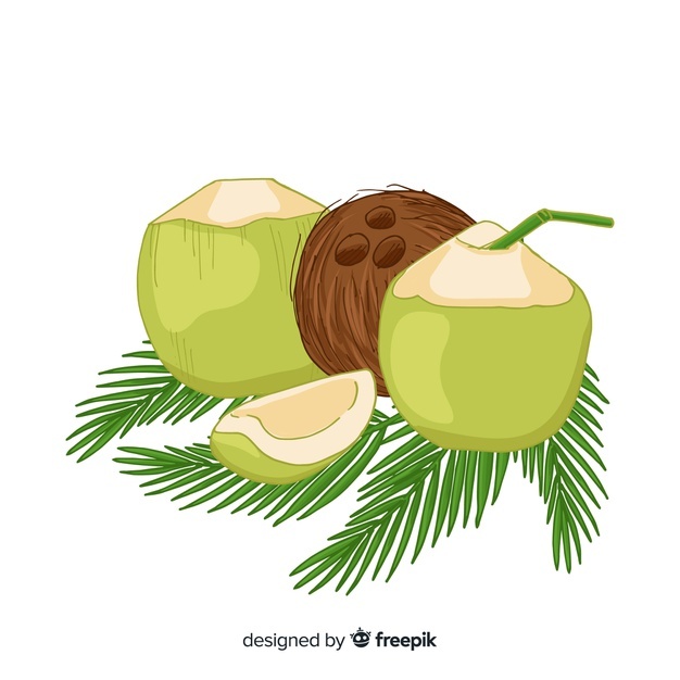 626x626 Coconut Trees Vectors, Photos And Free Download