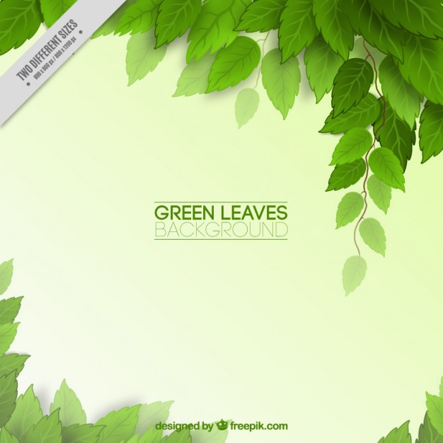 626x626 Green Leaves Background Vector Free Download