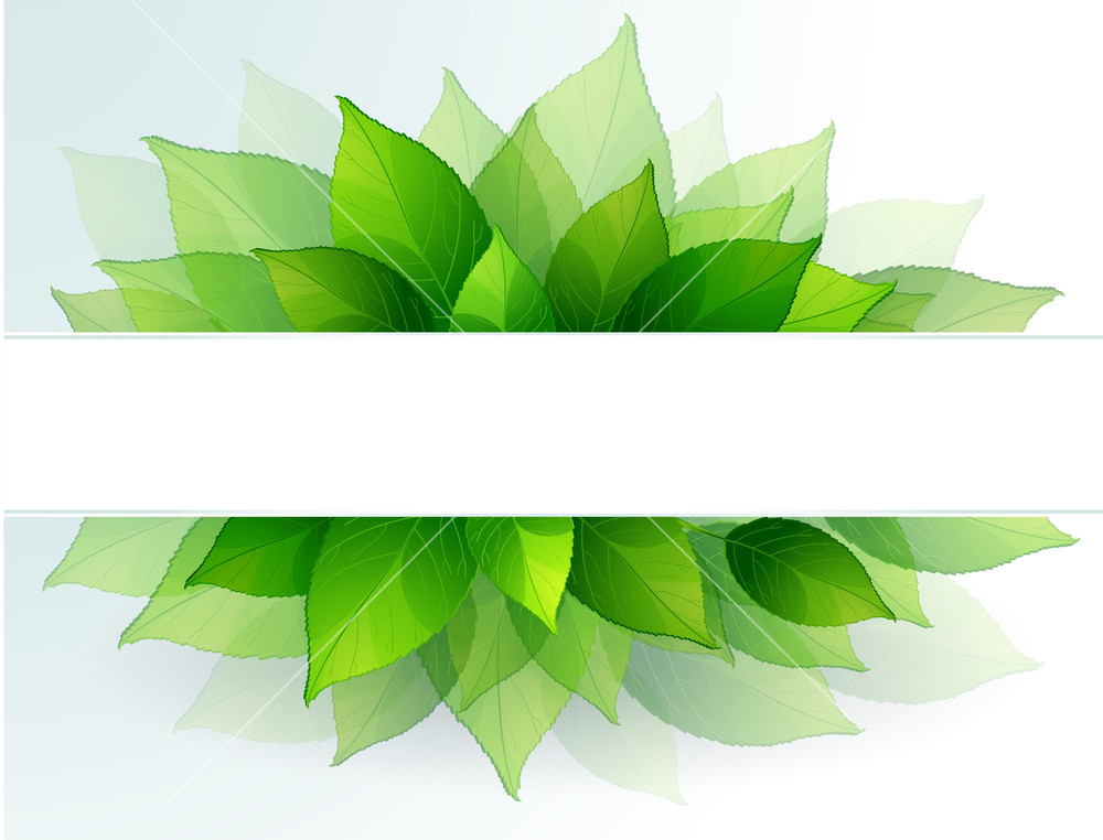 1000x762 Fresh Green Leaves Vector Background Royalty Free Stock Image