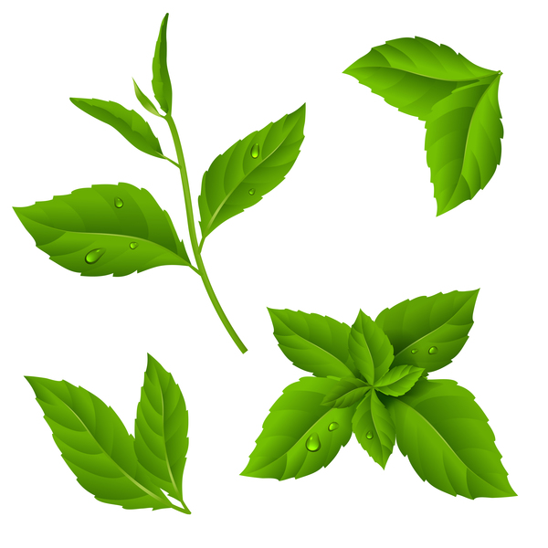 600x600 Set Of Green Leaves Vector Free Download
