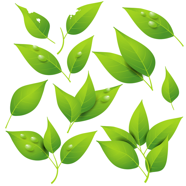 600x600 Transparent Water Drop With Green Leaves Vector Free Download