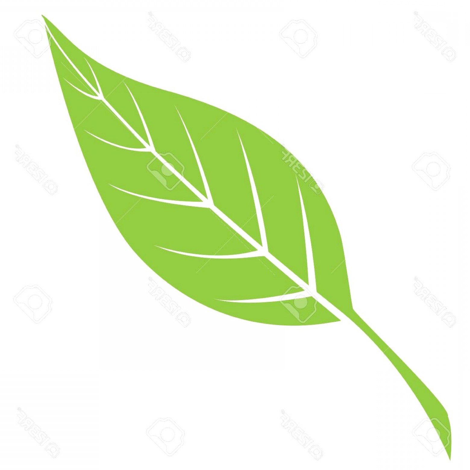 1560x1560 Vector Illustration Of Simple Green Leaf Silhouette Isolated