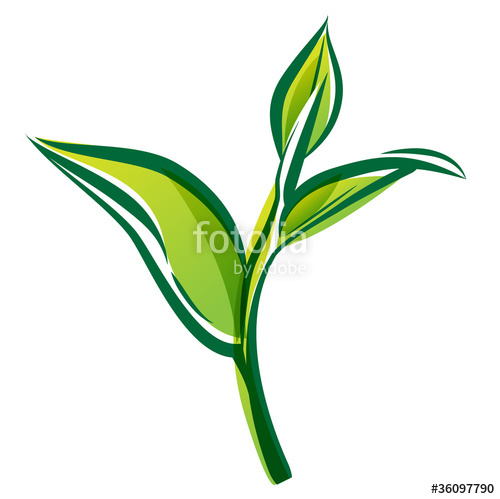 Green Tea Leaf Isolated On White Background Vector Image Stock 500x499 Green Tea Leaf Isolated On White Background Vector Image Stock
