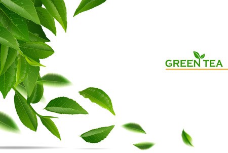 Green Tea Leaves Manu And Postcard Vector Nature Background 450x301 Green Tea Leaves Manu And Postcard Vector Nature Background