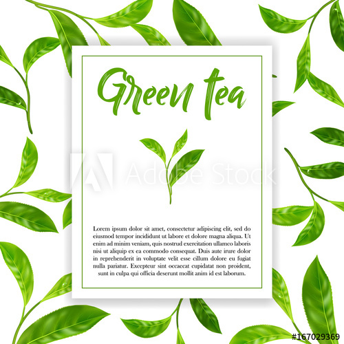 Realistic Leaves Of Green Tea Vector Illustration On White 500x500 Realistic Leaves Of Green Tea Vector Illustration On White