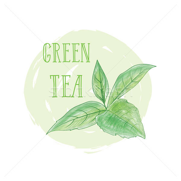 Tea Leaves Herb Label With Lettering Green Tea Vector 600x600 Tea Leaves Herb Label With Lettering Green Tea Vector