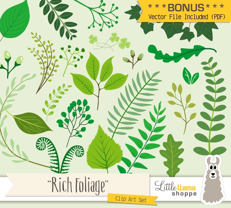 794x715 Botanical Clipart Greenery Vector Clip Art Eucalyptus Etsy