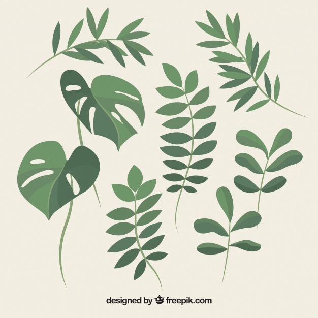 626x626 Foliage Vectors, Photos And Free Download