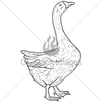 325x325 Sketch Grey Goose On A White Background Vector Illustrat Gl