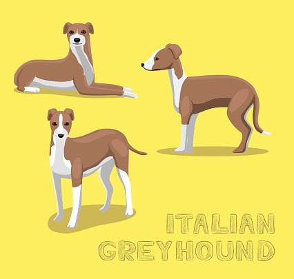 Dog Italian Greyhound Cartoon Vector Illustration Premium Clipart 426x405 Dog Italian Greyhound Cartoon Vector Illustration Premium Clipart