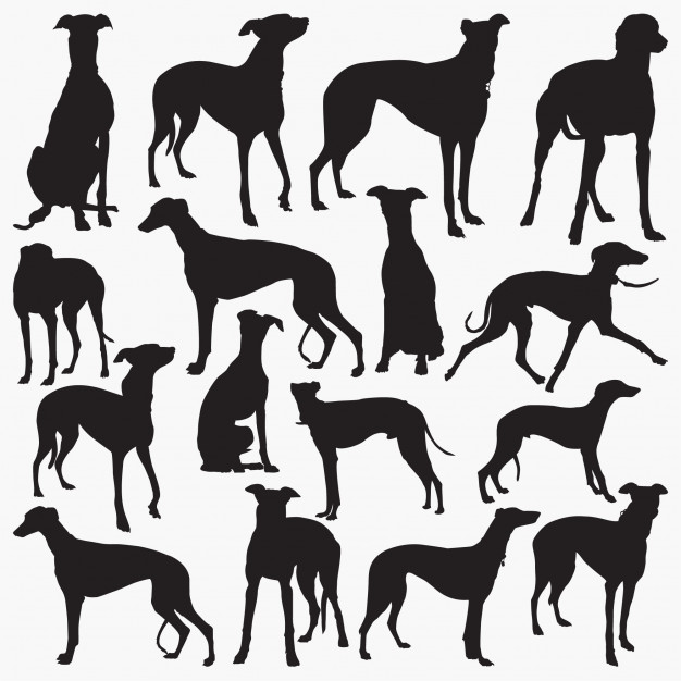 Greyhound Vectors, Photos And Free Download 626x626 Greyhound Vectors, Photos And Free Download