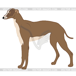 Greyhound Dog 300x300 Greyhound Dog