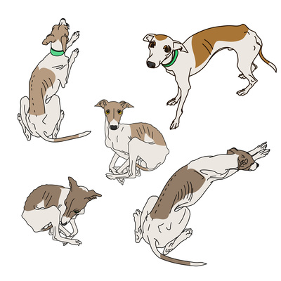 Greyhound On Curated Vector Illustrations, Stock Royalty Free 400x400 Greyhound On Curated Vector Illustrations, Stock Royalty Free