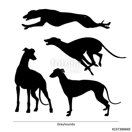 Greyhound Vector At Vectorified.com | Collection Of Greyhound Vector ...