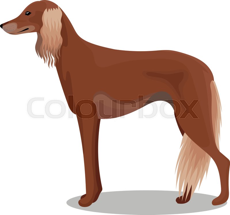 Saluki Of Persian Greyhound Vector Stock Vector Colourbox 800x748 Saluki Of Persian Greyhound Vector Stock Vector Colourbox