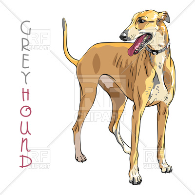 Sketch Of Dog Greyhound Breed On White Background Vector Image 400x400 Sketch Of Dog Greyhound Breed On White Background Vector Image