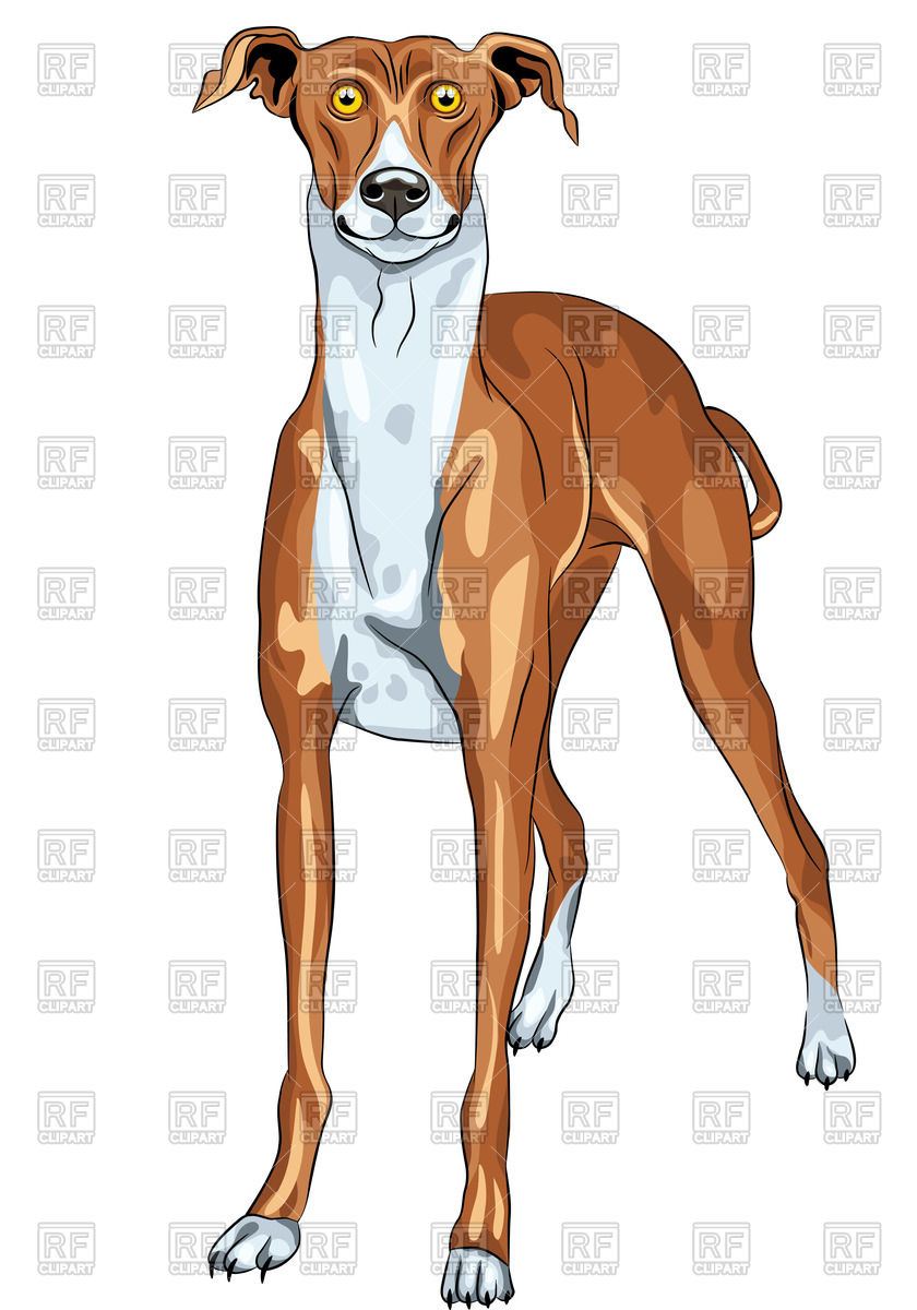 Surprised Dog Of Greyhound Breed Vector Image Of Plants 840x1200 Surprised Dog Of Greyhound Breed Vector Image Of Plants
