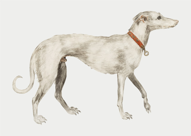 Vintage Greyhound Illustration In Vector Vector Free Download 626x446 Vintage Greyhound Illustration In Vector Vector Free Download