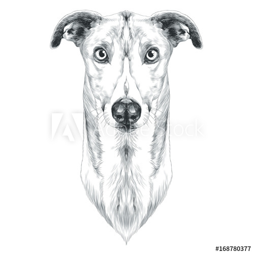 Dog Breeds Greyhound Grass Sketch Vector Graphics Monochrome 500x500 Dog Breeds Greyhound Grass Sketch Vector Graphics Monochrome