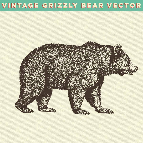 600x600 Vintage Grizzly Bear Vector On Student Show