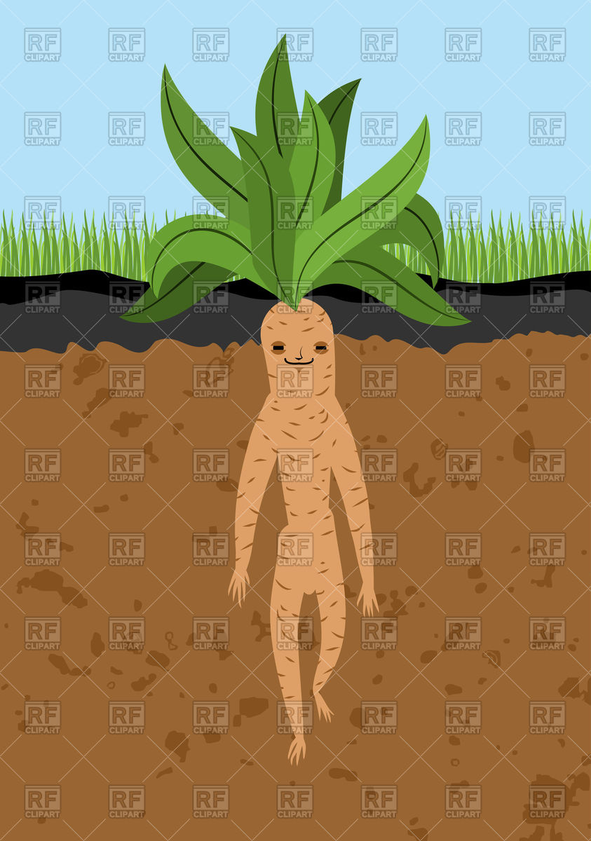 Mandrake Root In Ground Vector Image Of Plants And Animals 843x1200 Mandrake Root In Ground Vector Image Of Plants And Animals