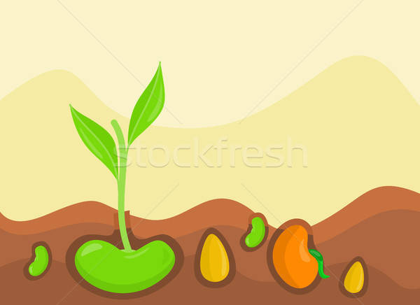 Plants Growing Under Ground Vector Illustration Vector 600x436 Plants Growing Under Ground Vector Illustration Vector