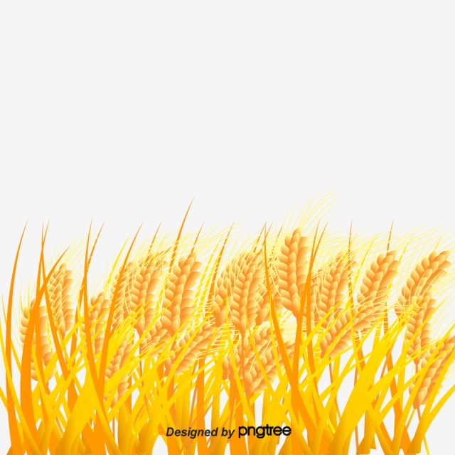 Vector Beautiful Golden Wheat Ground, Wheat Vector, Decoration 640x640 Vector Beautiful Golden Wheat Ground, Wheat Vector, Decoration
