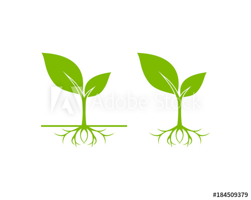 500x400 Unique Sprout Seed Grow Vector Illustration