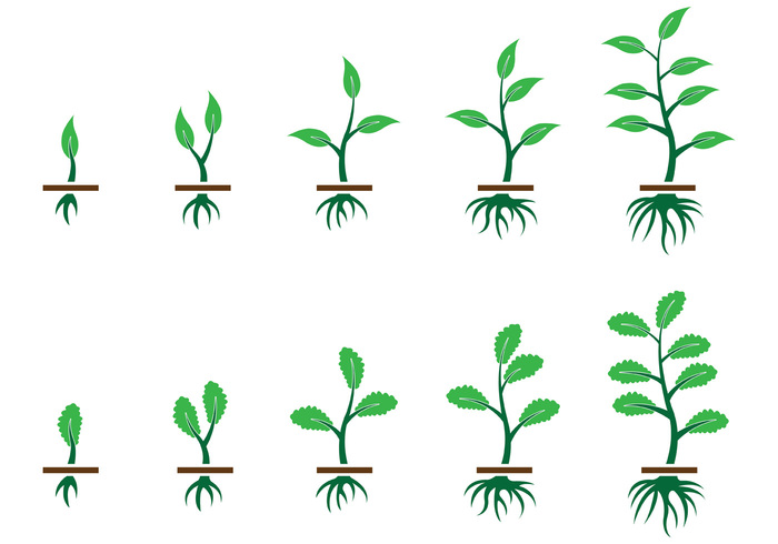 700x490 Grow Up Plant Vector Free Vectors Ui Download