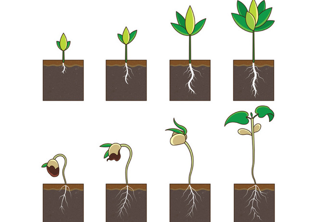 632x443 Grow Up Plant Vector Free Vector Download Cannypic