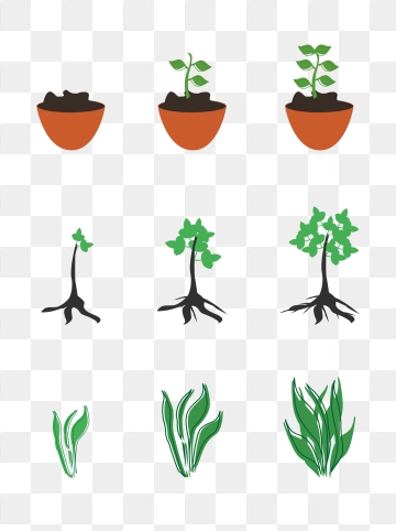 360x482 Grow Plant Png Images Vector And Free Download