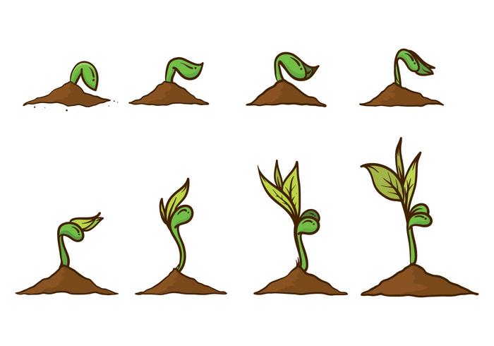 700x490 Grow Up Plant Vector