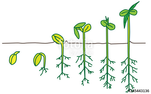 500x312 Growing Plant Stock Image And Royalty Free Vector