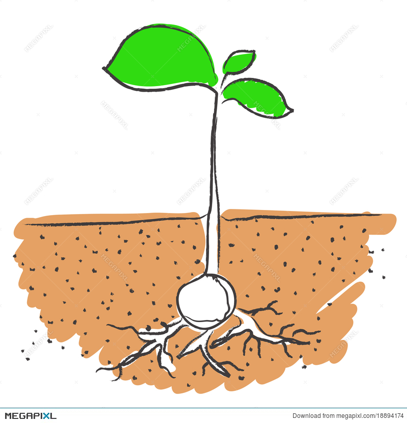 800x830 Growing Plant Vector Illustration