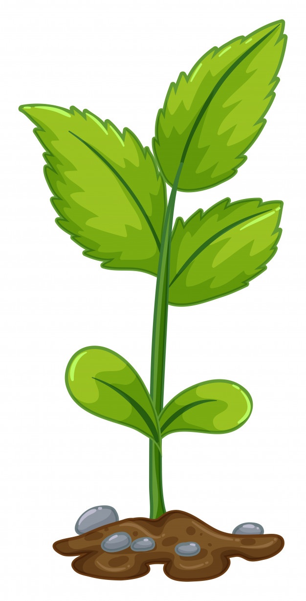 626x1226 Growing Plant Vectors, Photos And Free Download