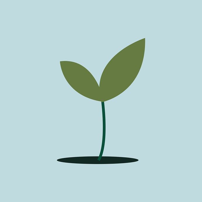 692x692 Isolated Green Plant Growing Illustration Free Image
