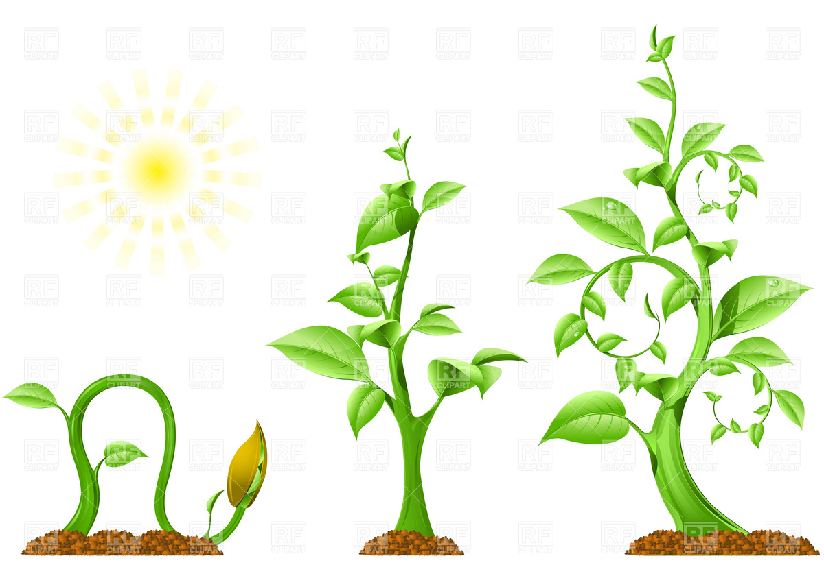 Plant Growth Vector Image Of Plants And Animals Good 1200x843 Plant Growth Vector Image Of Plants And Animals Good