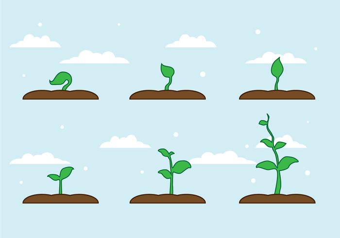 Free Plant Growth Vector 700x490 Free Plant Growth Vector
