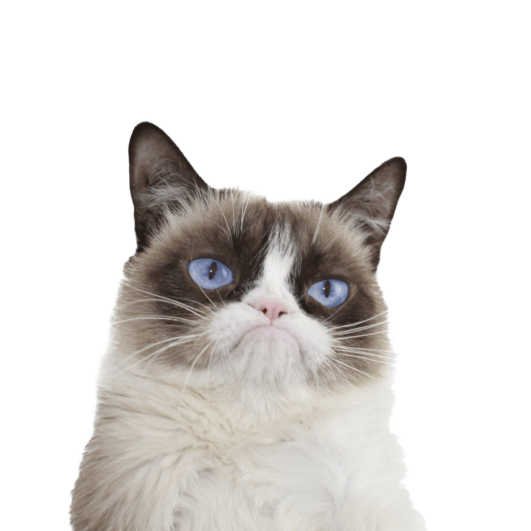 1720x1720 Grumpy Cat Blue Eyes Transparent Png