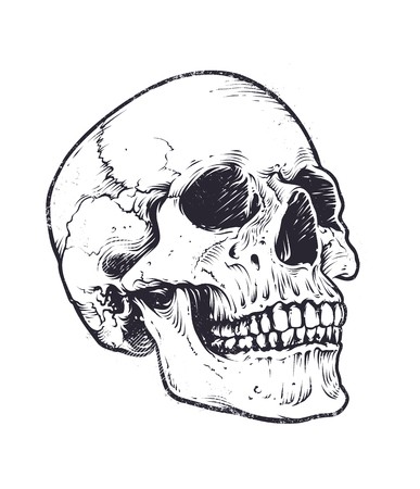 387x450 Anatomic Skull Vector Art Detailed Hand Drawn Illustration