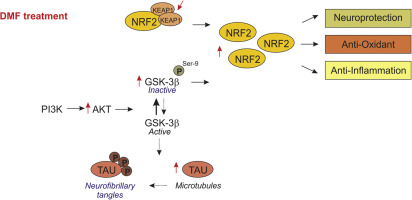 412x200 Pharmacological Targeting Of Gsk And Provides