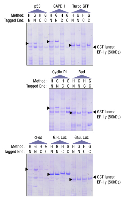 Choosing A Vector And Purification Method For In Vitro Protein 415x660 Choosing A Vector And Purification Method For In Vitro Protein