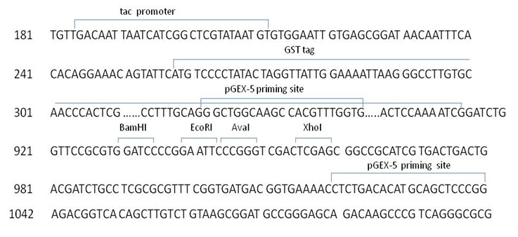 E Coli Expression Vector Construction Service Spet N Gst Vector 737x338 E Coli Expression Vector Construction Service Spet N Gst Vector