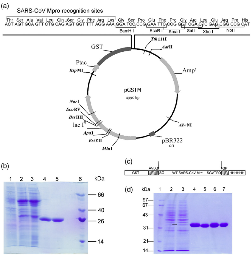 A New Gst Fusion Protein Expression System 850x863 A New Gst Fusion Protein Expression System